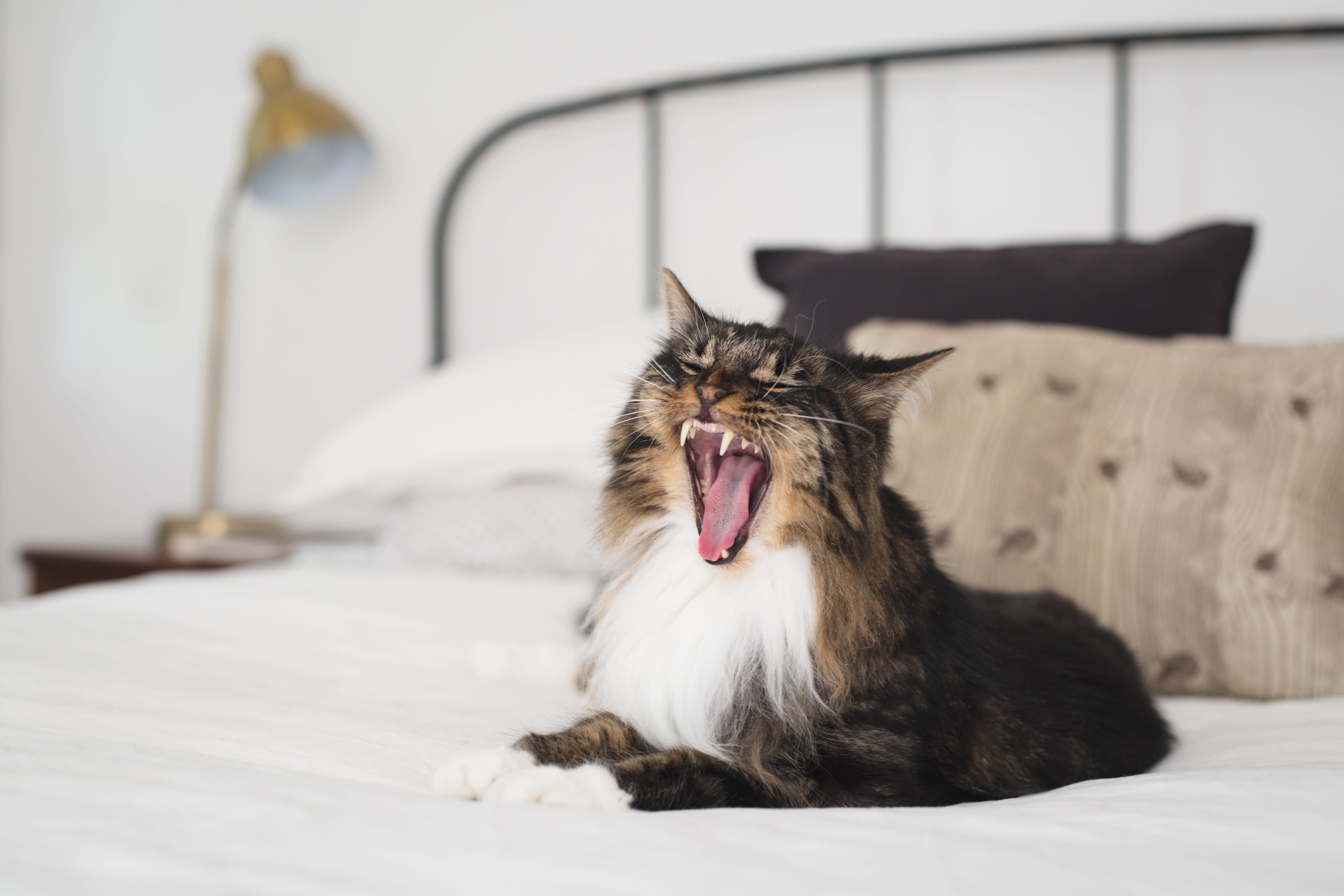 Happy brilliant shop cat mat